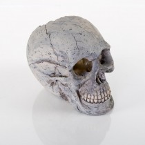BioBubble Decorative Human Skull Large 6.25" x 3.5" x 5.5" - BIO-60131400